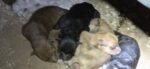 Avanza protección a la calidad de vida de los animales en el Municipio de Reynosa