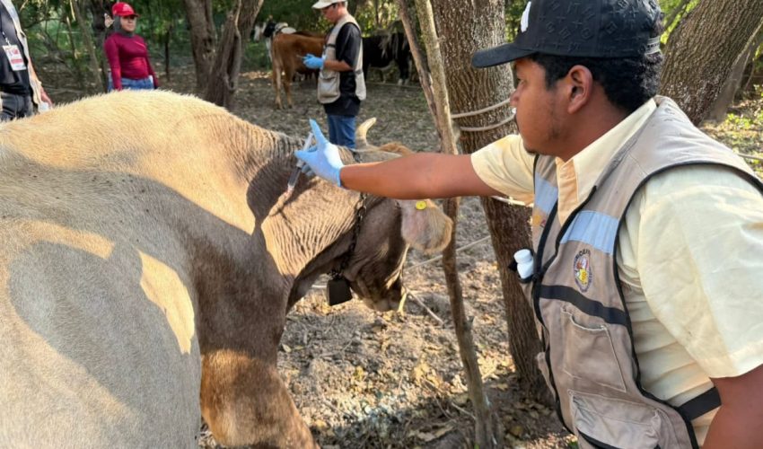 Altamira y Llera, declarados libres de gusano barrenador&hellip;