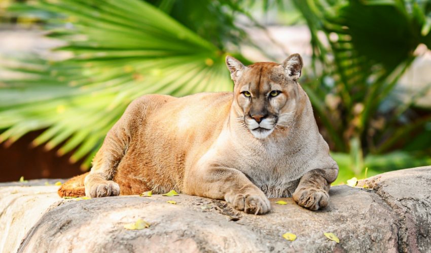 Buscan renovar experiencia del Zoológico Tamatán con nuevas&hellip;